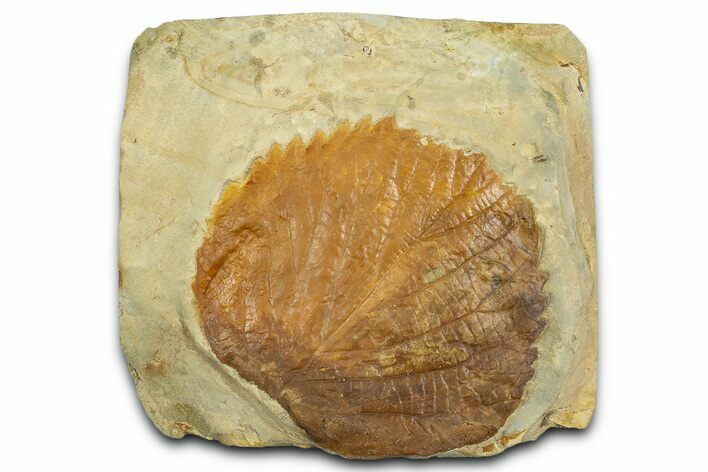 Paleocene Fossil Leaf (Davidia) - Montana #377903